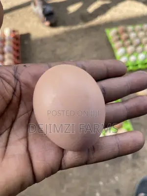 Fertilized Noiler Eggs