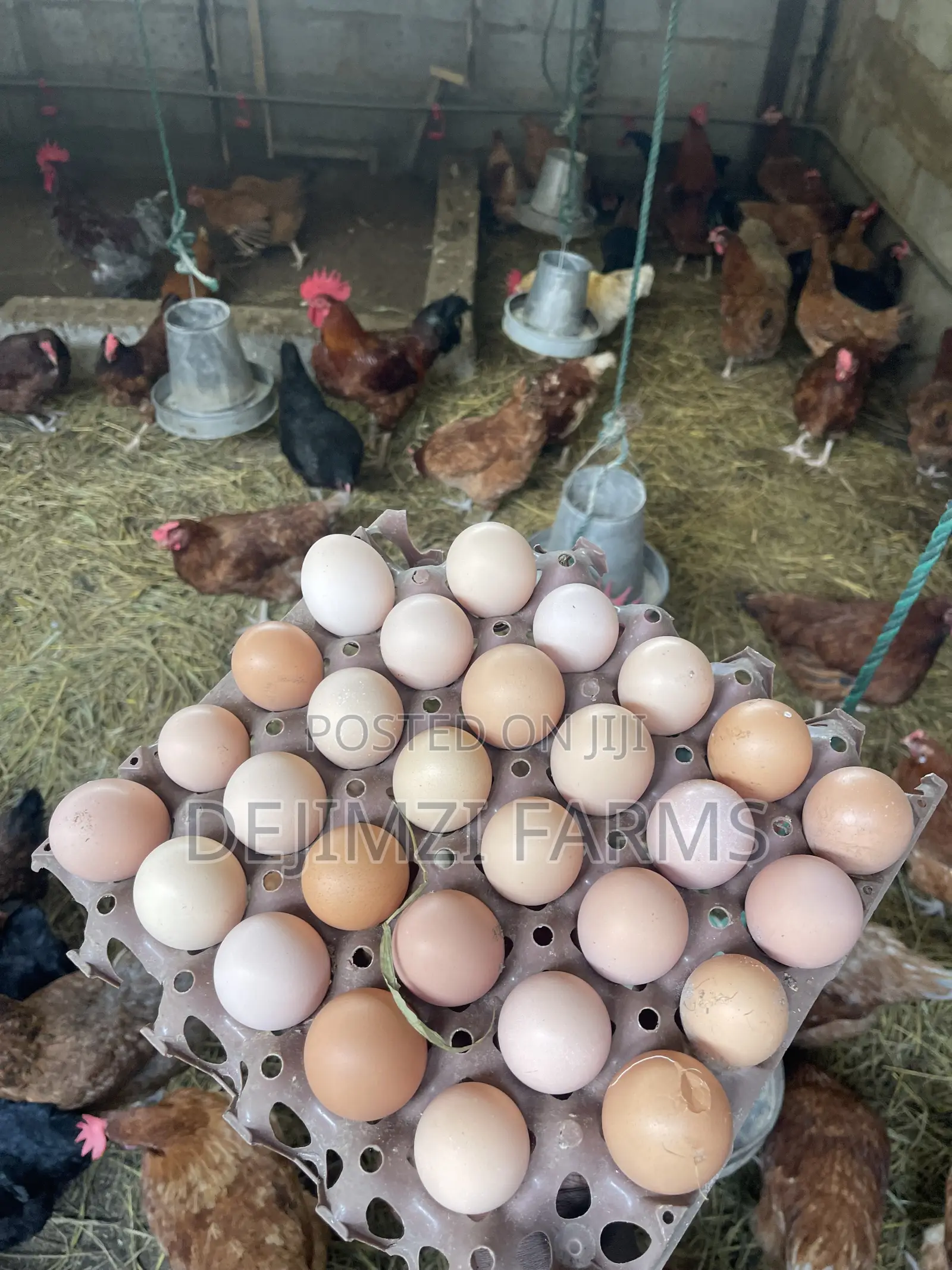 Fertilized Noiler Eggs