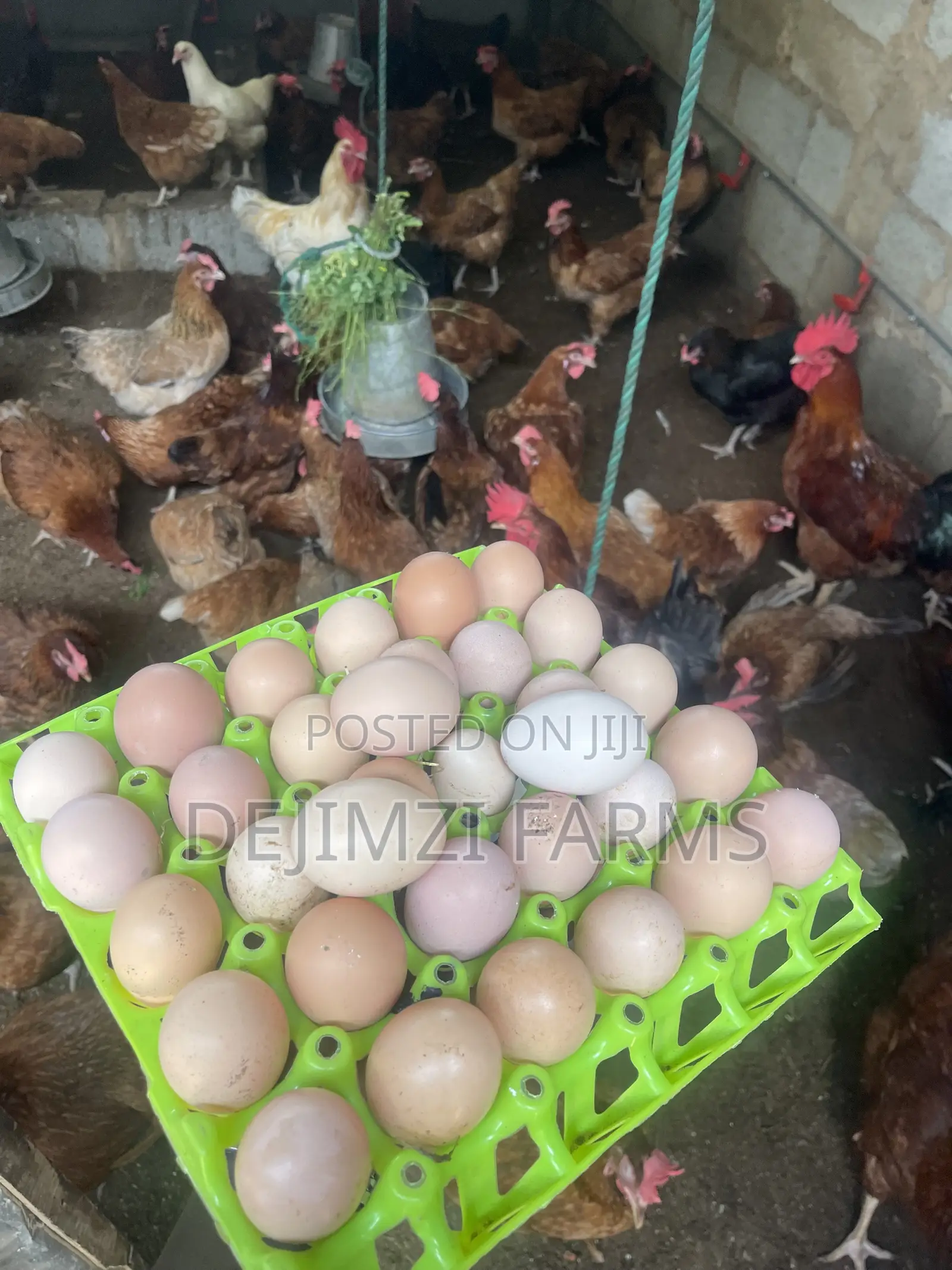 Fertilized Noiler Eggs