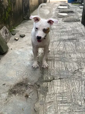6-12 months Male Purebred American Pit Bull Terrier
