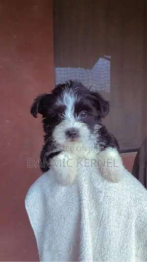 1-3 months Female Purebred Lhasa Apso