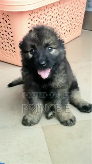 1-3 months Female Purebred Caucasian Shepherd