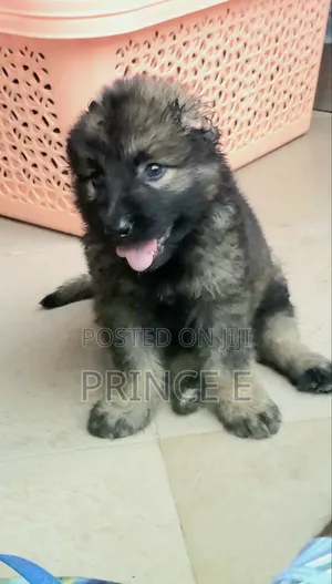 1-3 months Female Purebred Caucasian Shepherd