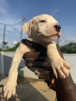 1-3 months Male Purebred American Bully