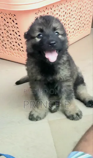 1-3 months Female Purebred Caucasian Shepherd