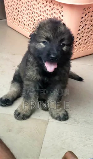 1-3 months Male Purebred Caucasian Shepherd
