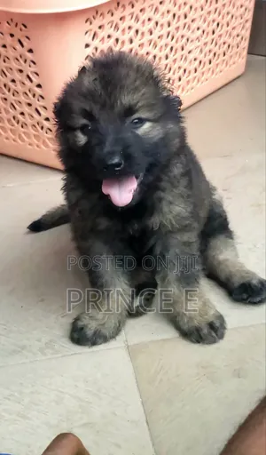 1-3 months Female Purebred Caucasian Shepherd