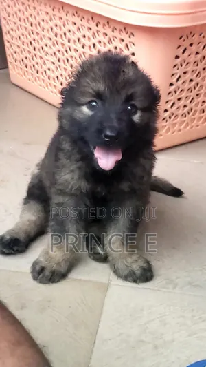 1-3 months Female Purebred Caucasian Shepherd
