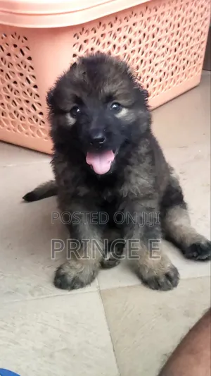 1-3 months Female Purebred Caucasian Shepherd