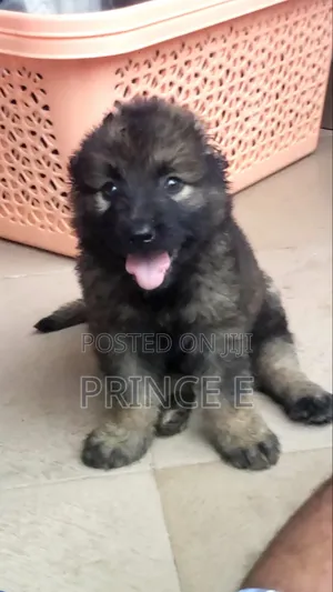 1-3 months Female Purebred Caucasian Shepherd