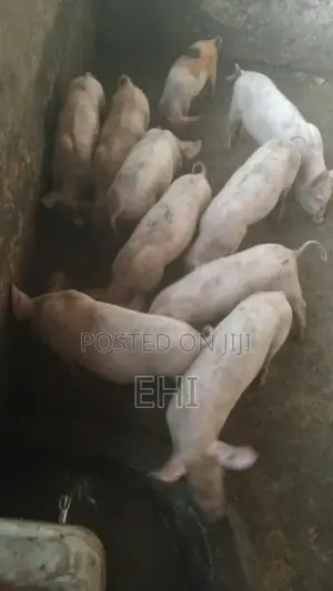 Weaner Pigs for Sale