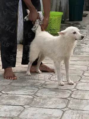 1+ year Male Purebred American Eskimo