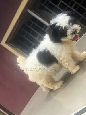1-3 months Male Purebred Lhasa Apso