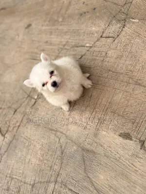 0-1 month Female Purebred American Eskimo