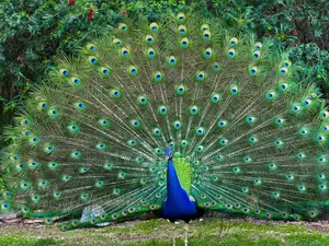 Peacocks of the Finest Order