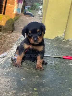 1-3 months Female Purebred Rottweiler