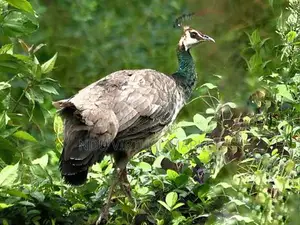 Peahen (Peacock Female) With Fertility
