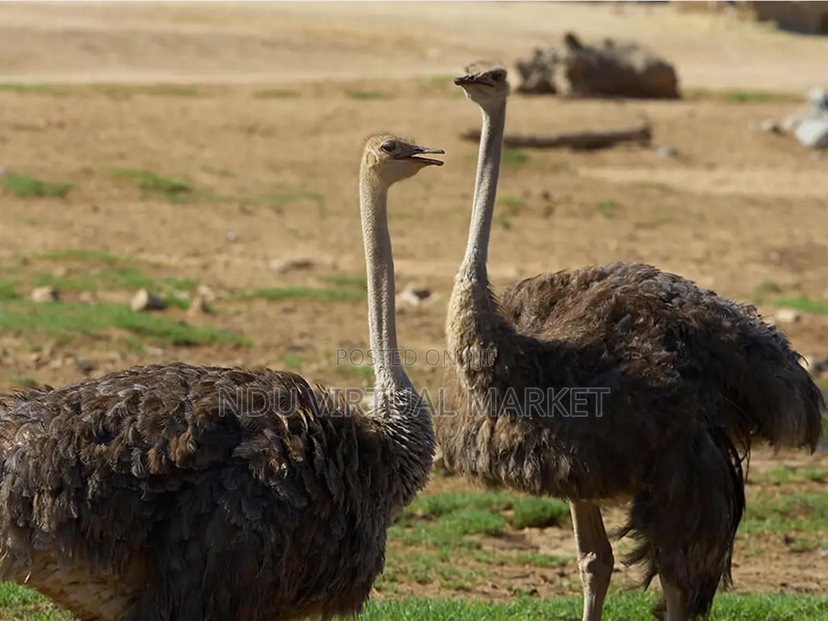 Adult Ostrich - Good Pedigree