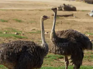 Adult Ostrich - Good Pedigree