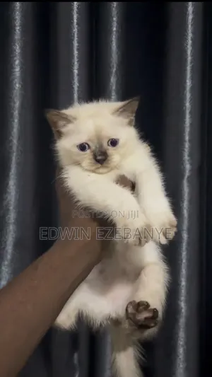 1-3 months Female Purebred Ragdoll