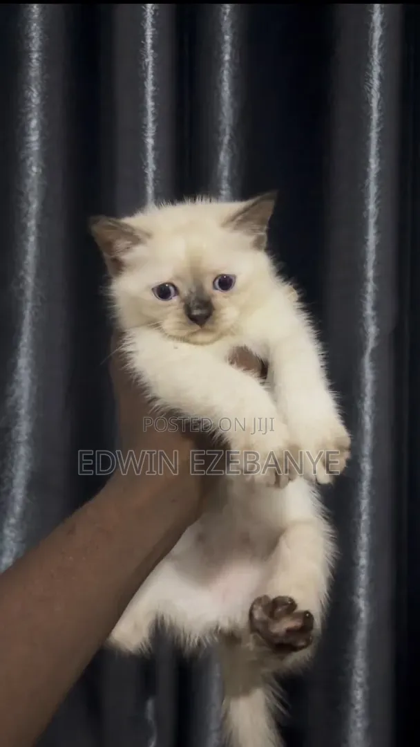 1-3 months Female Purebred Ragdoll