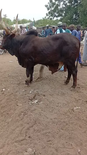 Healthy, Big and 1.4Quality Cows Available for Sale