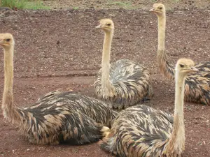 Adolescent Ostrich - 6-12months