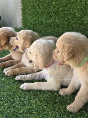 1-3 months Male Purebred Golden Retriever