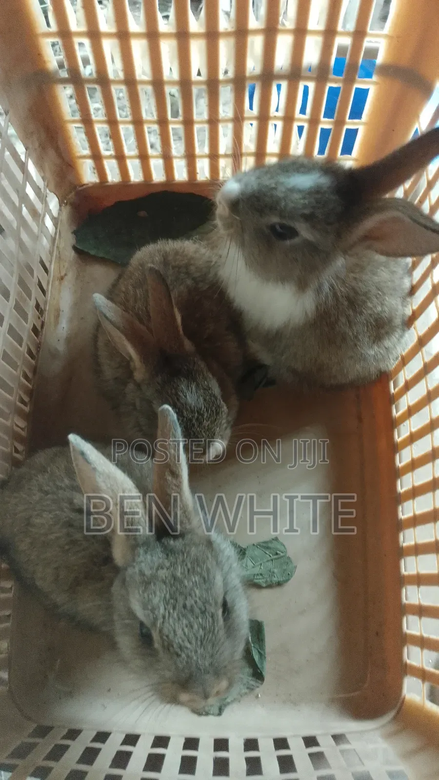 1 and 1⁄2 Month Rabbits for Sale