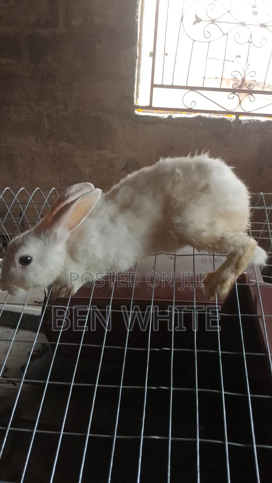 1 and 1⁄2 Month Rabbits for Sale
