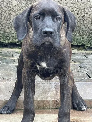 3-6 months Male Purebred Cane Corso