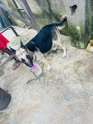 1+ year Female Purebred German Shepherd