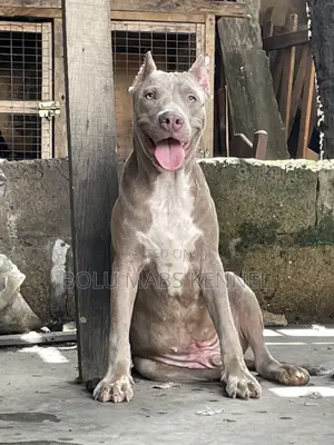 3-6 months Male Mixed Breed American Pit Bull Terrier