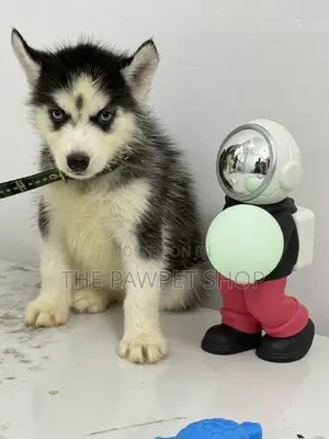 1-3 months Female Purebred Siberian Husky