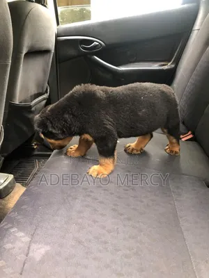 1-3 months Male Purebred Rottweiler