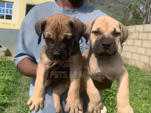 1-3 months Male Purebred Boerboel