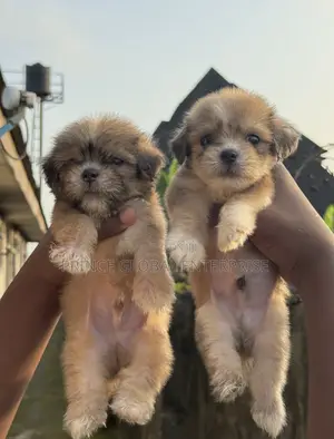 1-3 months Male Purebred Lhasa Apso