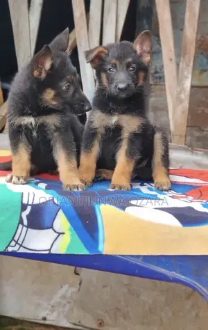 1-3 months Female Purebred German Shepherd
