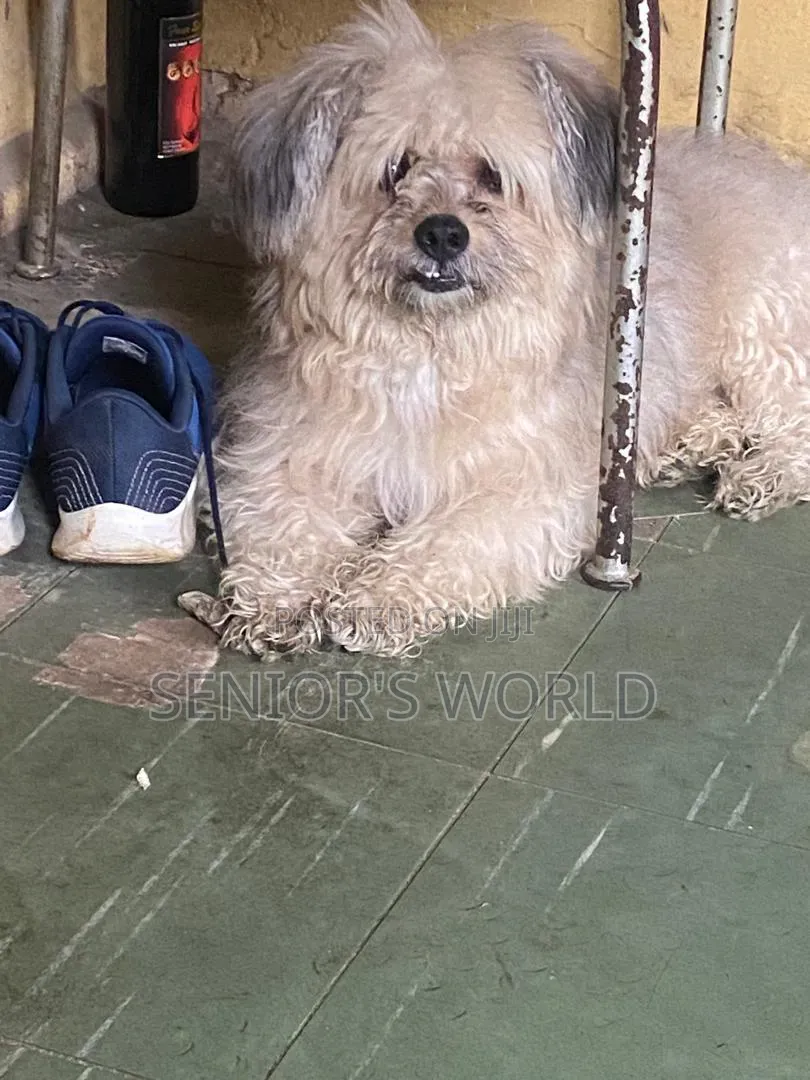 1+ year Male Purebred Lhasa Apso