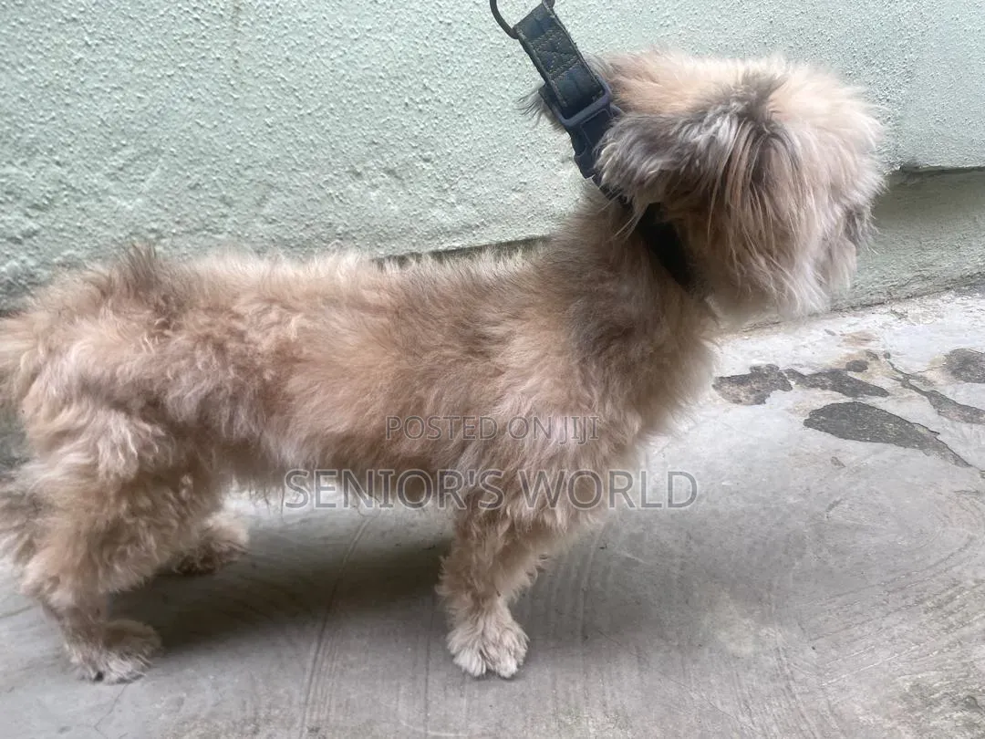 1+ year Male Purebred Lhasa Apso
