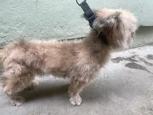 1+ year Male Purebred Lhasa Apso