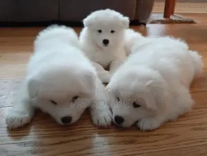 1-3 months Female Purebred Samoyed