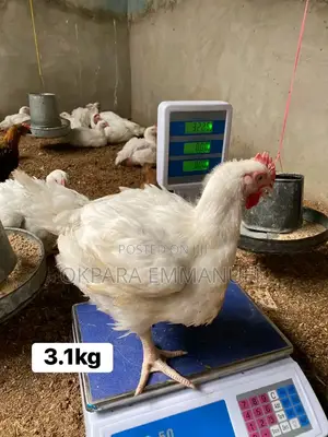200 Live Broilers for Christmas 3.5 Kg Ikorodu