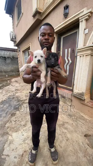 1-3 months Male Purebred German Shepherd