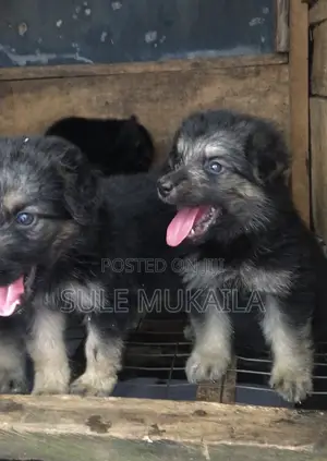 1-3 months Female Purebred German Shepherd