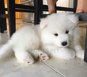 1-3 months Male Purebred Samoyed