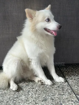 1+ year Male Purebred American Eskimo