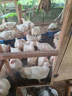 Agrited Broilers,2weeks, Mature Size /Big Chicken