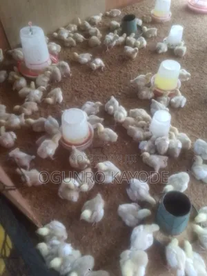 3 Week Old Broilers