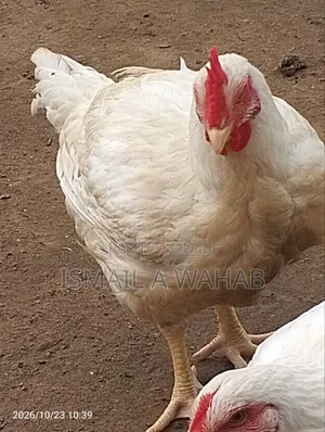 Abu Sekinat Farm